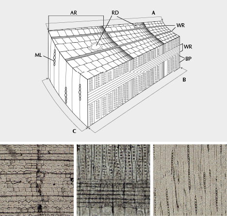 Diagrama esquemático de la sección transversal del tronco y microfotografía de madera petrificada.